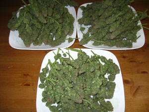 Some of my last aurora indica harvest.