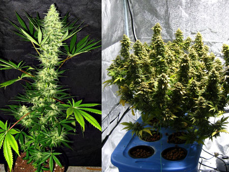 Order Aurora Indica seeds by Nirvana today!