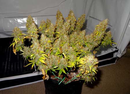 Auto-flowering Sour Diesel plant just before harvest