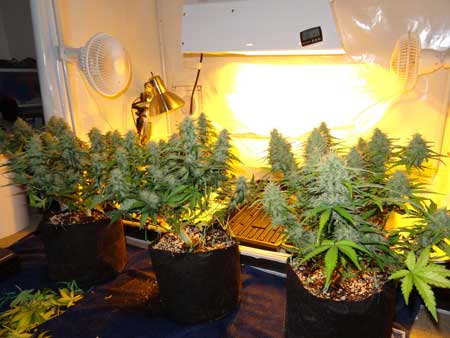 From left to right: Dinafem Critical Jack, Dinafem Sour Diesel, Dutch Passion Blue AutoMazar