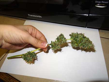 This shows that small cannabis cola after the leaves have been trimmed off to prepare it for drying and curing