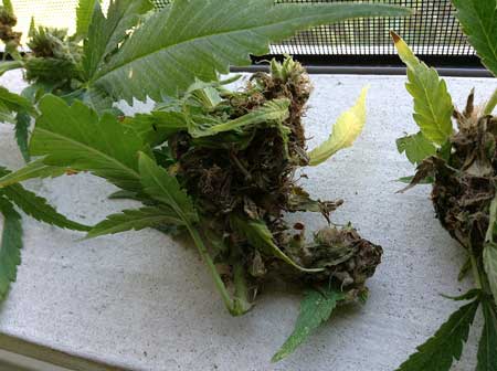 A bad case of cannabis bud rot