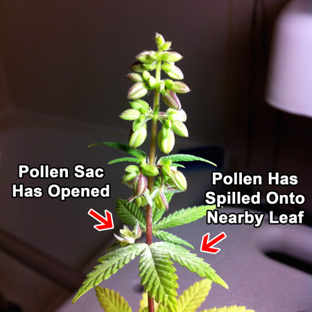 A mature male cannabis plant showing off his pollen sacs and spilling some pollen onto a lower leaf