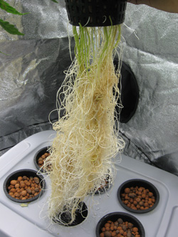 Glorious white roots!