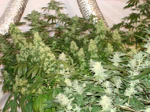 Big Beautiful Marijuana Girls Sent in By an Incredible Grower