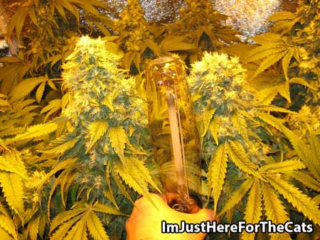 Example of HPS lights in action - look at those huge nugs! Pic by ImJustHereForTheCats
