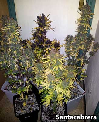 Black Cream autoflowering cannabis plants - 1 week until harvest