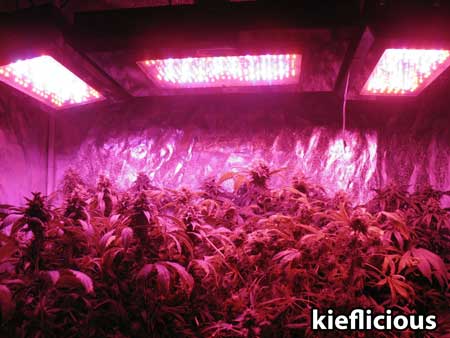 6 Marijuana plants under 3 Blackstar LEDs - 2 x 240w and 1 x 500w