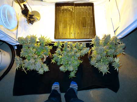 Another shot of the 3 auto-flowering plants - view from above
