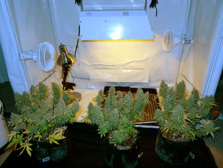 Auto-flowering plants just before harvest