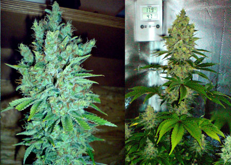Get feminized Blue Cheese seeds by Buddha Seeds today!
