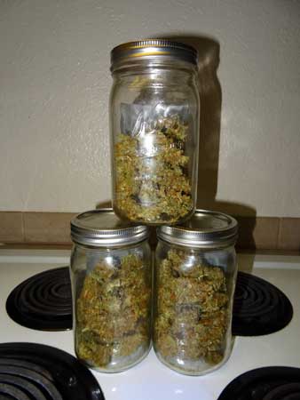 Blue AutoMazar cannabis harvest in 3 jars 