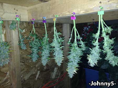 Blue Mystic+ auto-flowering buds hanging after harvest - so begins the drying and curing process. By -Johnny5-