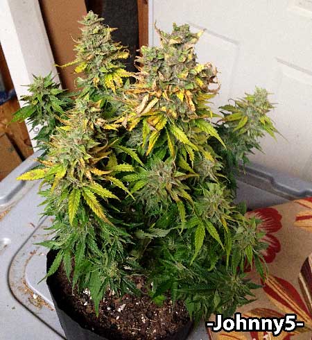 Blue Mystic+ auto-flowering plant day 62 just before harvest. Grown by -Johnny5-