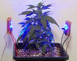 Blue side lighting won't work by itself for marijuana selective light training
