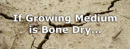 If your growing medium is bone dry, then you know your cannabis plant is underwatered