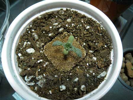 Bone dry soils created problems for this underwatered seedling