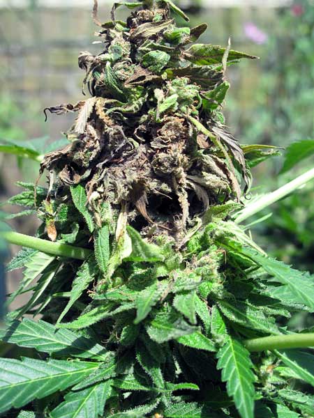 Cannabis cola infected with bud rot - remove and discard immediately!