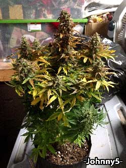 Bubblelicious+ Auto by Nirvana on Day 75 from seed - just before harvest. Grown in a space bucket. Grown by -Johnny5-