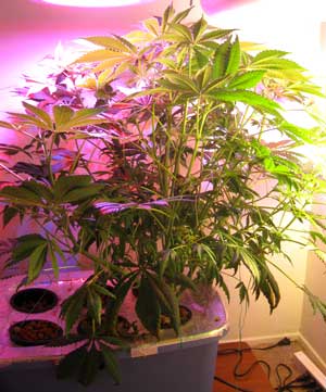 White Rhino strain marijuana grown in Stealth Hydro under LEDs and CFL grow lights - bubbleponics can create bushy monsters like this plant