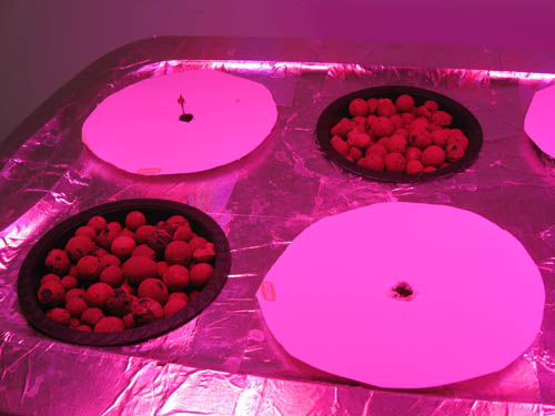 Plate covers when growing Stealth Hydro Marijuana