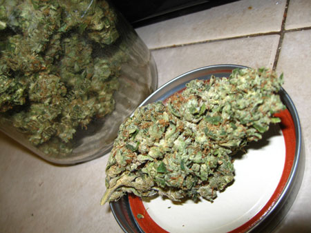 Bud on counter with curing jar right next to it