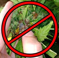 Reduces chances of cannabis bud rot!