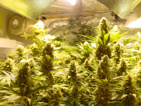 Cannabis plants growing under an HPS grow light - the yellow light helps promote better budding in the flowering stage