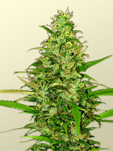 Grow Weed Easy - Beautiful Huge Cannabis Cola