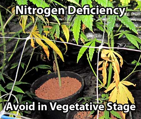 A cannabis nitrogen deficiency should be avoided in the cannabis vegetative stage