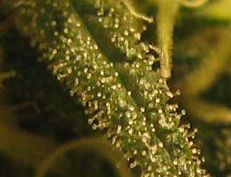 Close-up of the trichomes on one of the White Rhino buds grown under a 90w LED grow panel