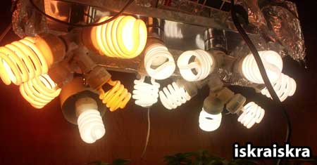 Example of a great CFL setup for growing cannabis plants by grower iskraiskra