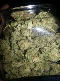 Cannabis buds curing in a jar