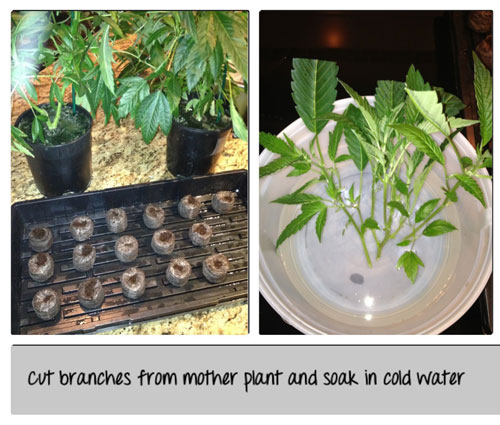 Cut branches from the mother plant and soak in cold water - click picture for closeup!