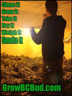 Clone It, Grow It, Trim It, Dry It, Weigh It, Smoke It