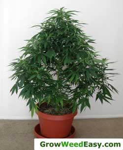 Marijuana "mother" plant for cloning - A well-established plant that is known to be a female is perfect for making new clones