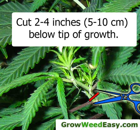 Marijuana clone Cuttings should be 2-4 inches (5-10 cm) long