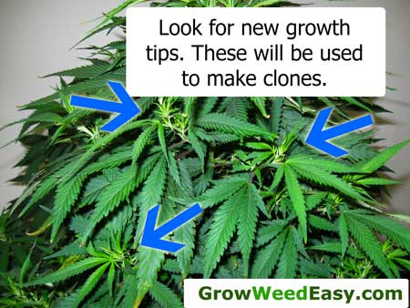 Look for new growth tips on your "mother" marijuana plant. These will be used to take new clones.