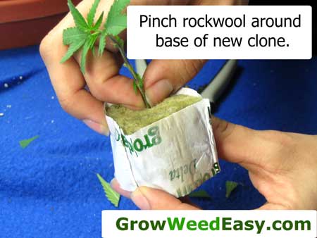 Pinch rockwool around base of new clone