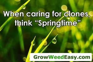 Caring for cannabis clones - think "springtime"
