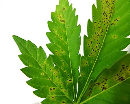 Cannabis calcium deficiency - leaf closeup
