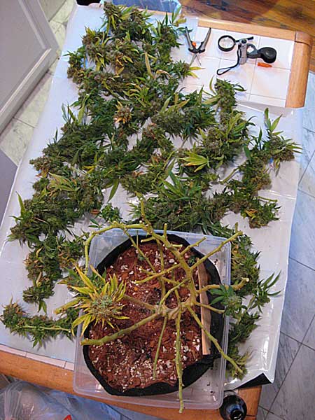 Highly LST'ed plant at harvest - view from above