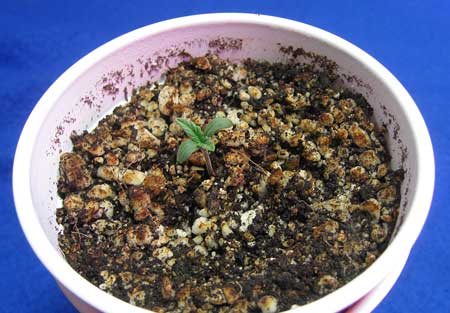 Cannabis seedling showing first set of "real" (serrated) leaves