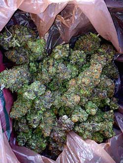 A bag of colorful cannabis nugs