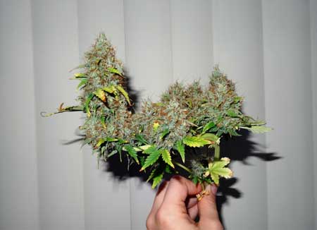 There was some crazy LST on the Sour Diesel auto-flowering plant, and it is still covered the whole stem with buds