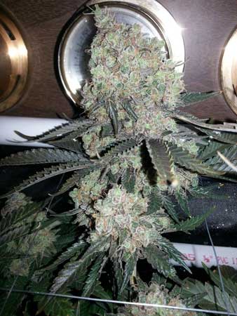 Critival Hog cola - grown in DWC bucket under HPS / Blackstar LED - DenverGrows