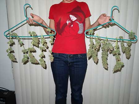 Holding up auto-flowering cannabis buds right after harvest (Critical Jack by Dinafem)