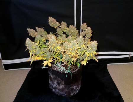 Auto-flowering Critical Jack plant just before harvest