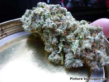 Beautiful White Widow nug is taken out of her curing jar for a picture