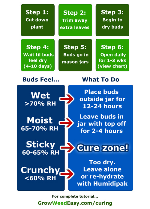 Step-by-step curing diagram & guide for harvesting cannabis